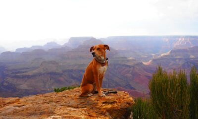 dog-friendly-national-parks