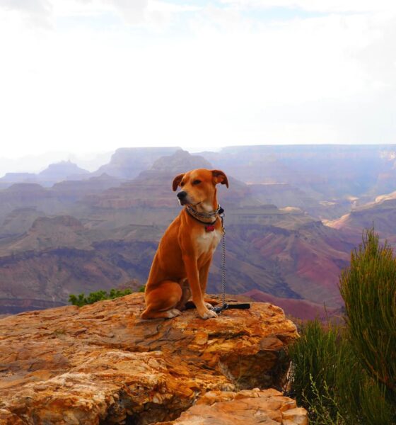 dog-friendly-national-parks