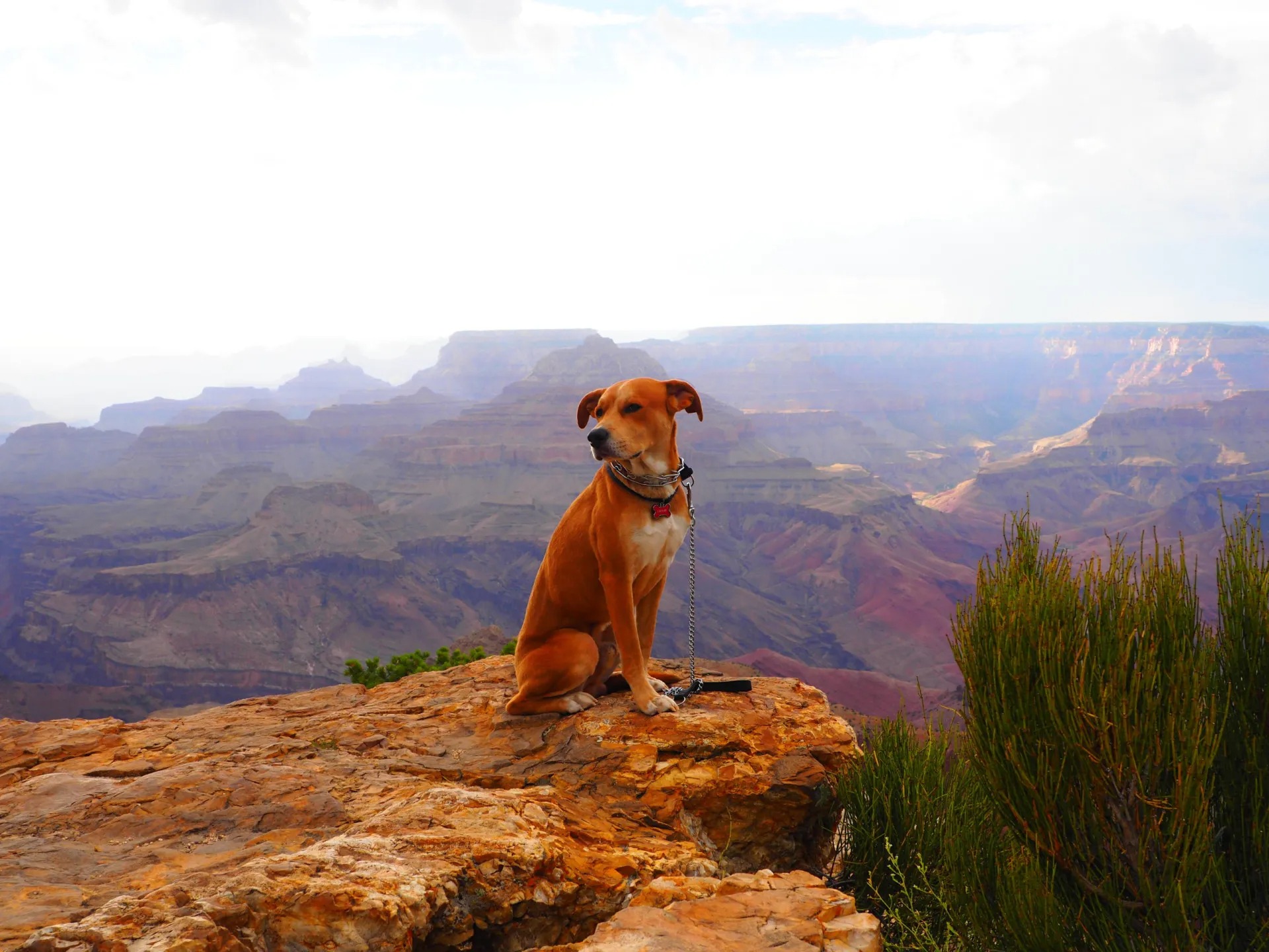 dog-friendly-national-parks